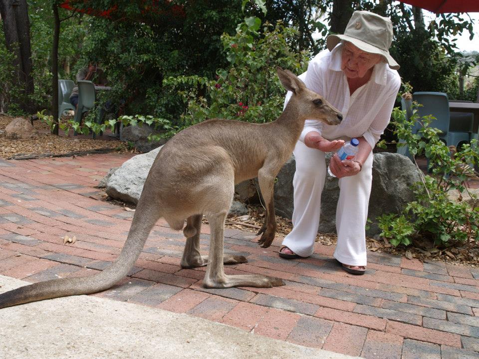 Känguruga Austraalias