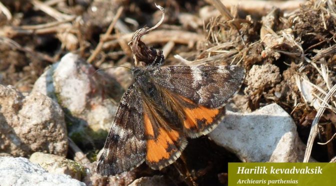 Läkitus: Kummardusega tema majesteet teatrile